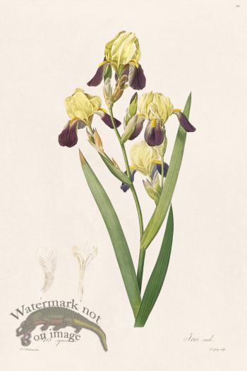 Les Liliacees Redoute 365